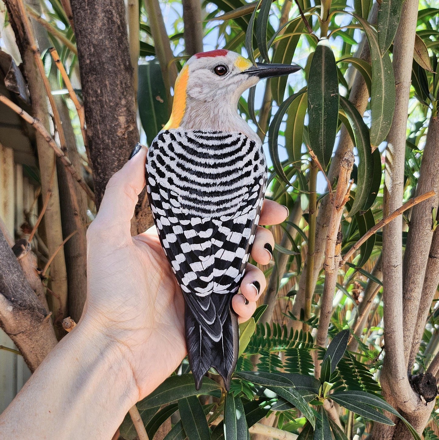 Golden-Fronted Woodpecker