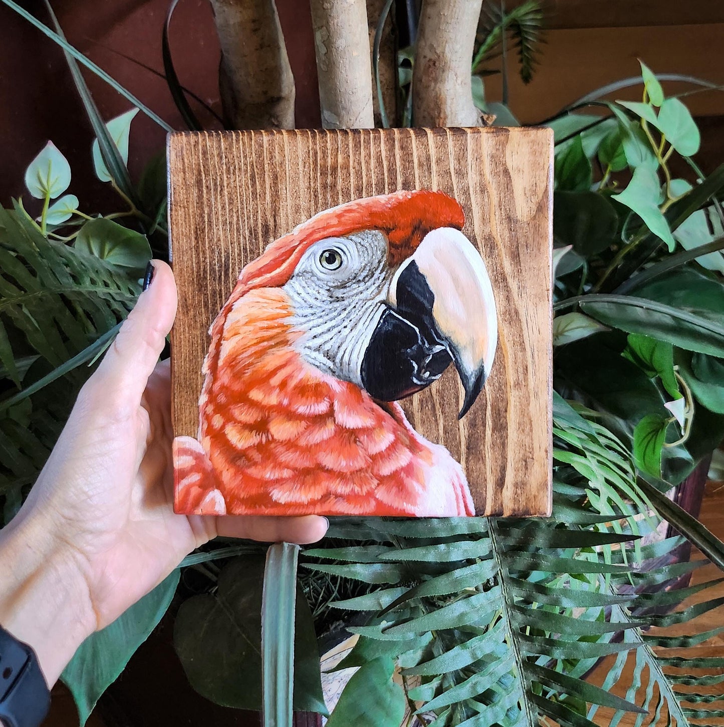 Scarlet Macaw