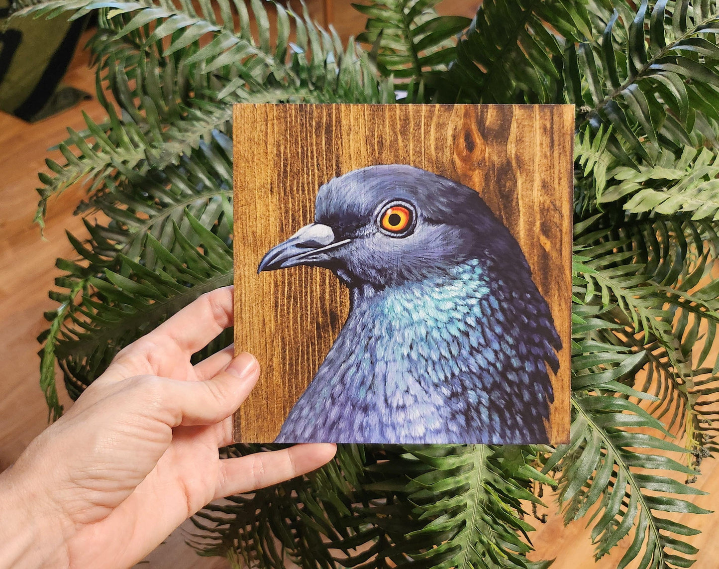 Rock Dove