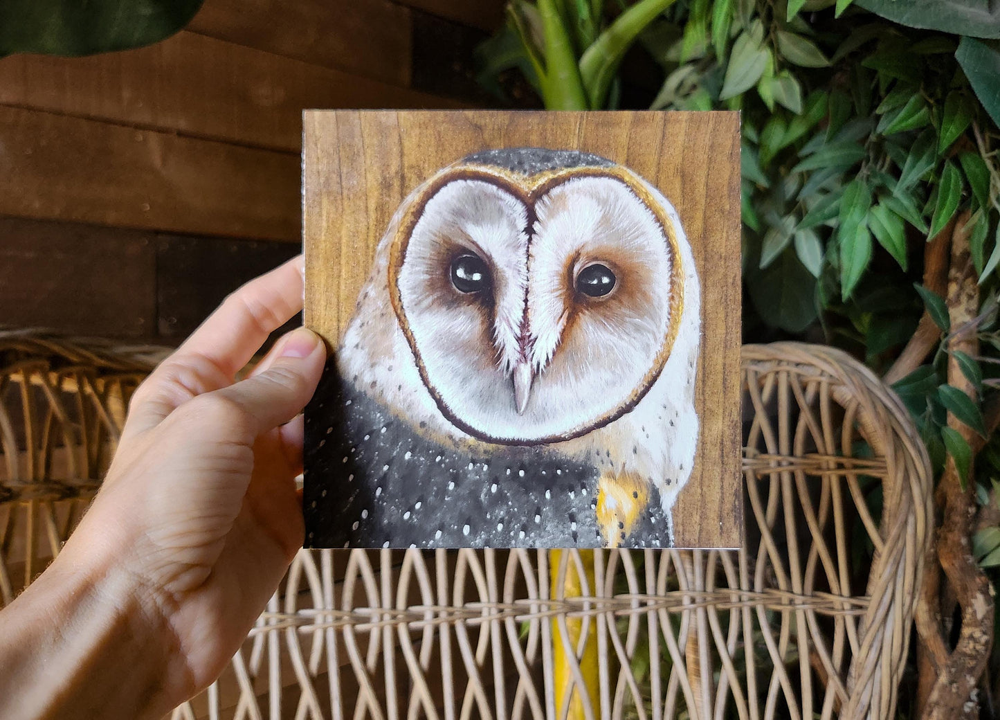 Barn Owl