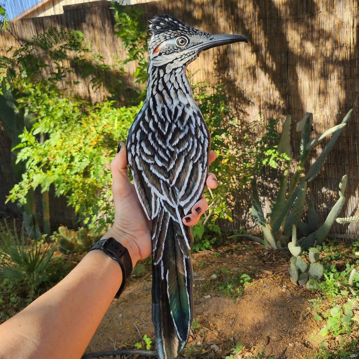 Greater Roadrunner