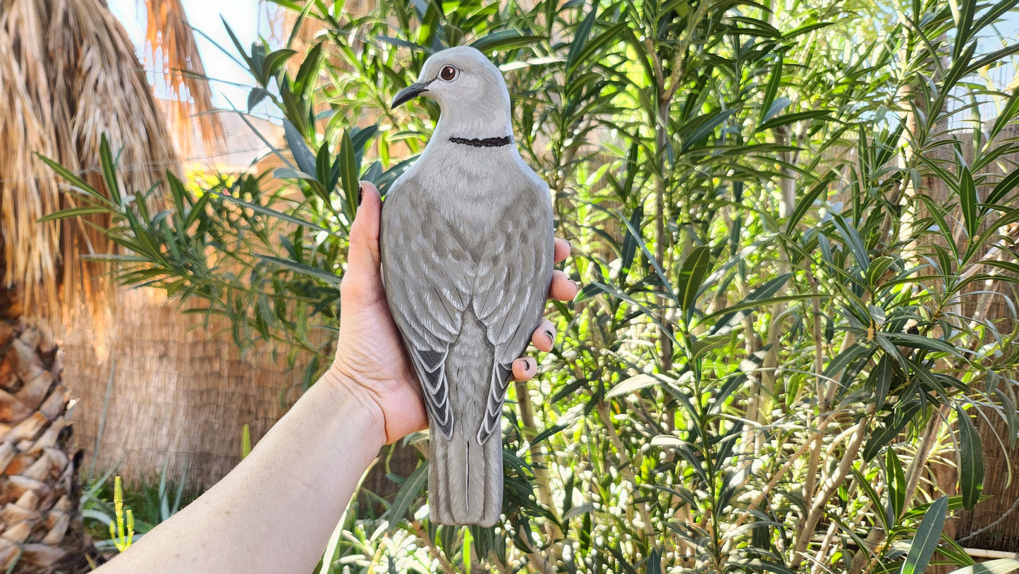 Eurasian Collared Dove