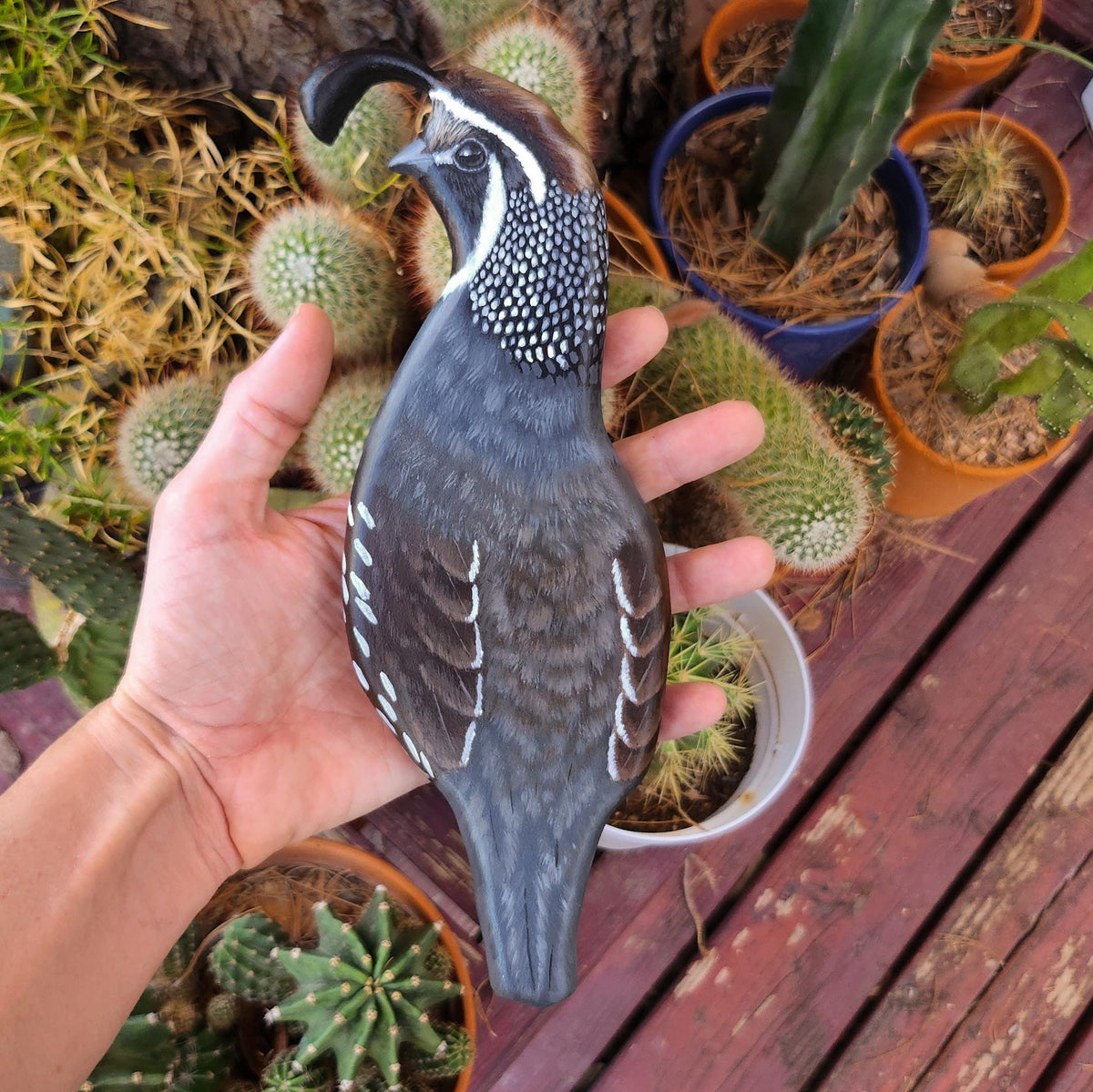 California Quail