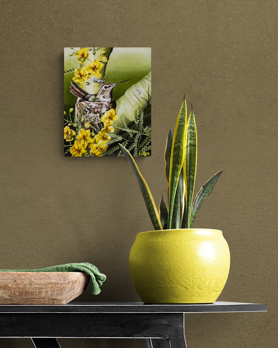 Where the Desert Softens