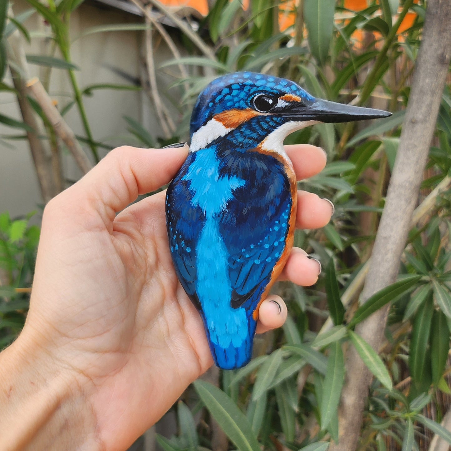 Common Kingfisher