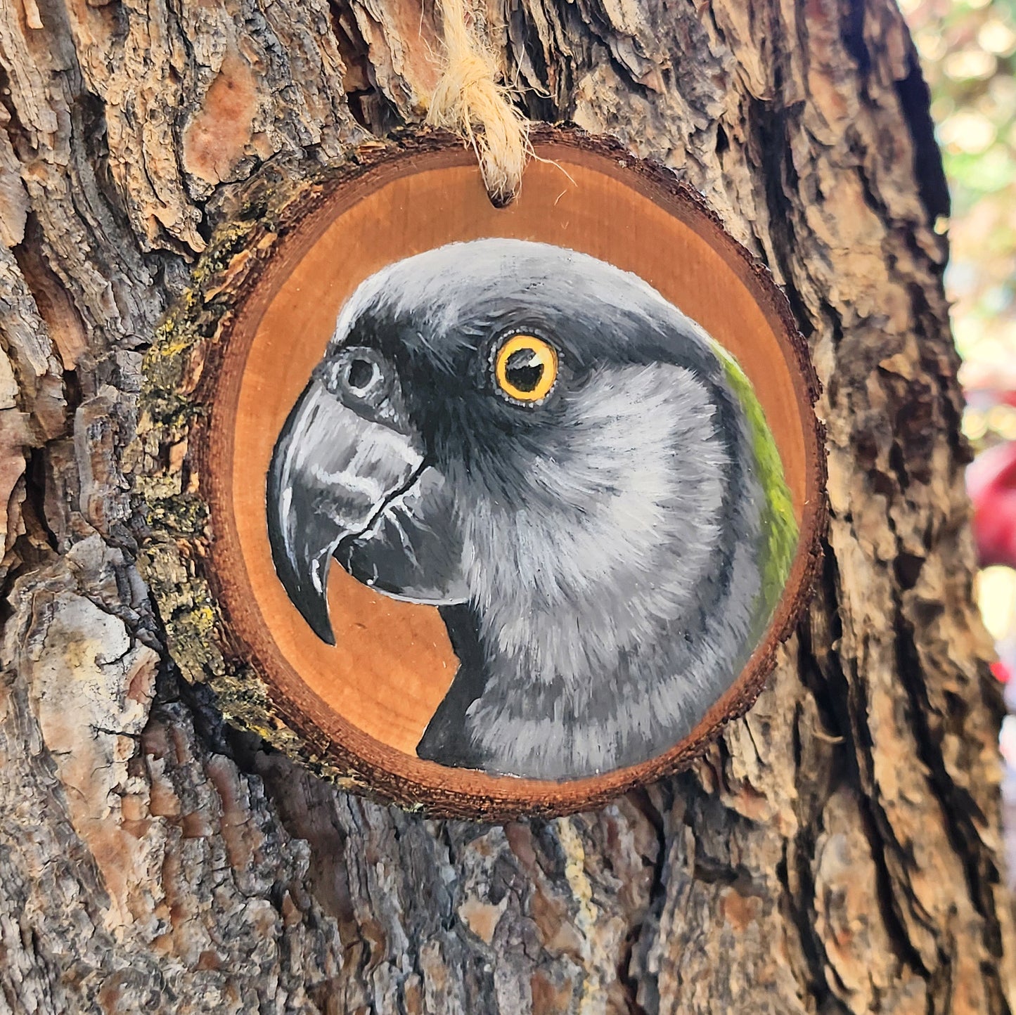 Senegal Parrot - Pear Wood Slice, Hand Painted Parrot on Wood Ornament