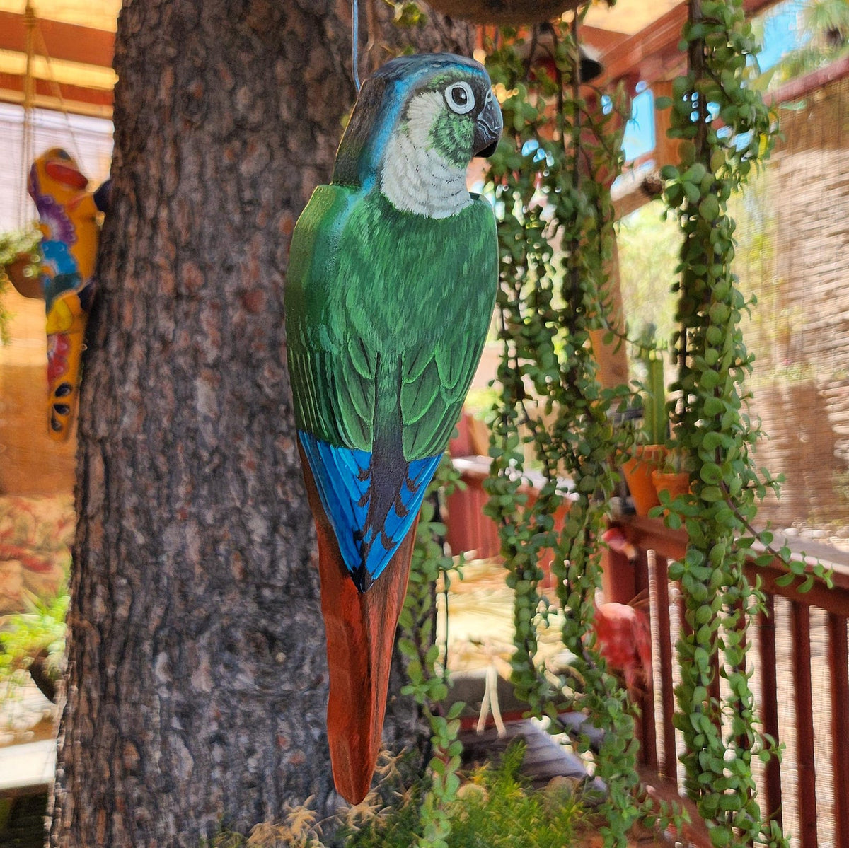 Green Cheeked Conure