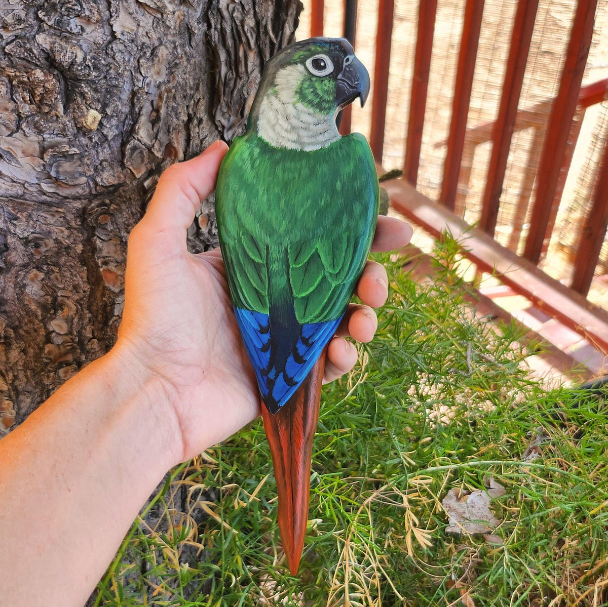 Green Cheeked Conure