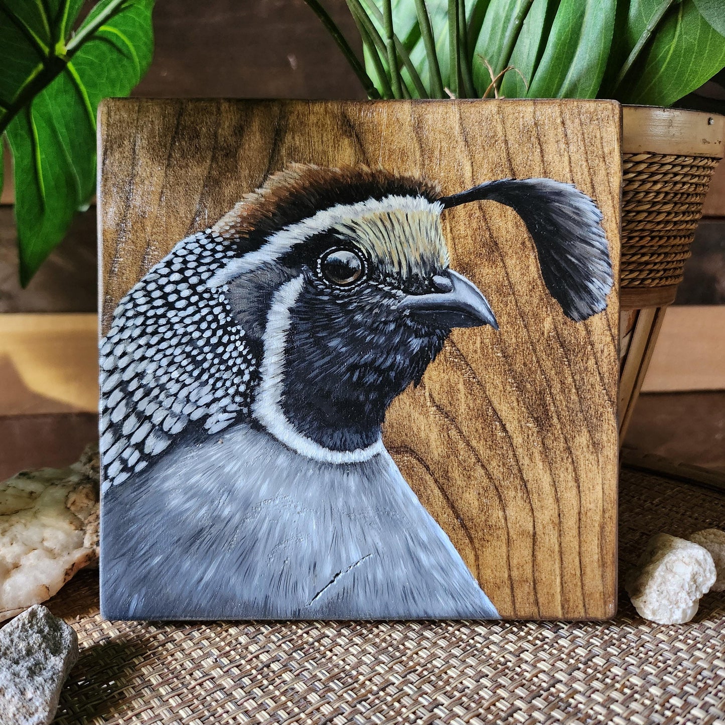 California Quail