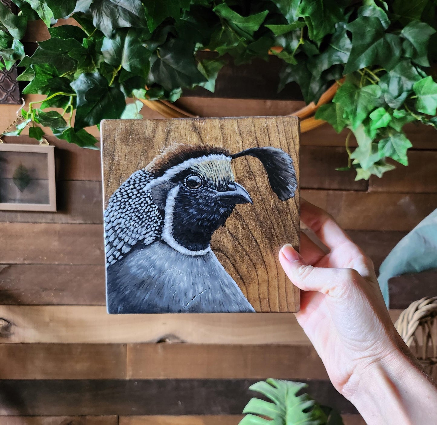 California Quail