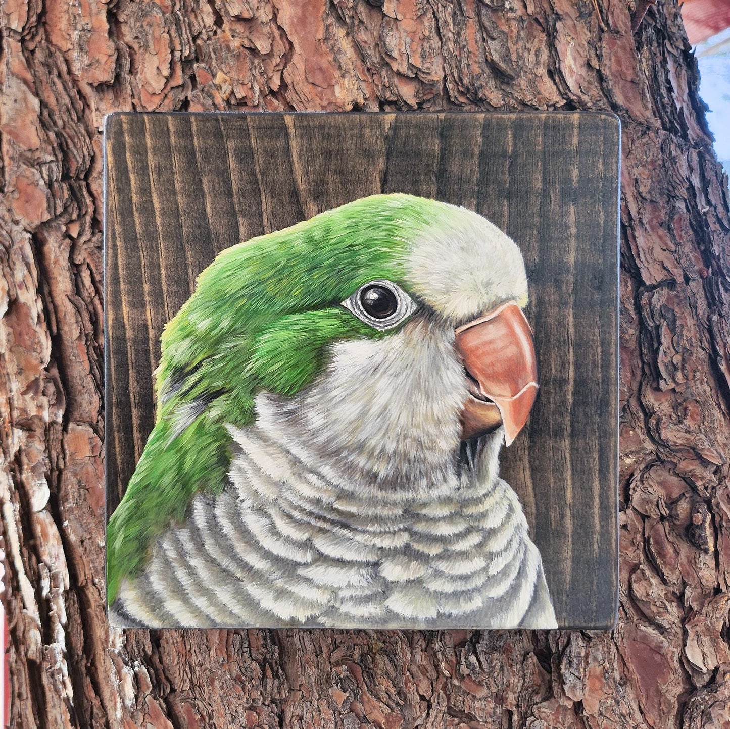 Monk Parakeet