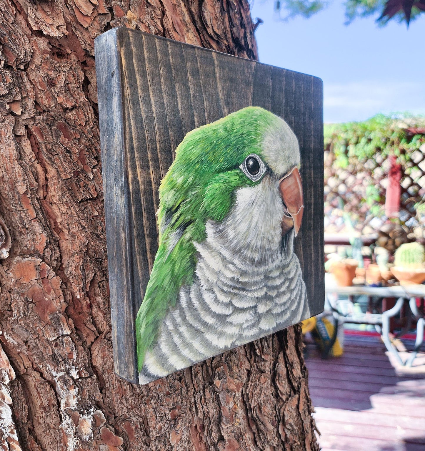 Monk Parakeet
