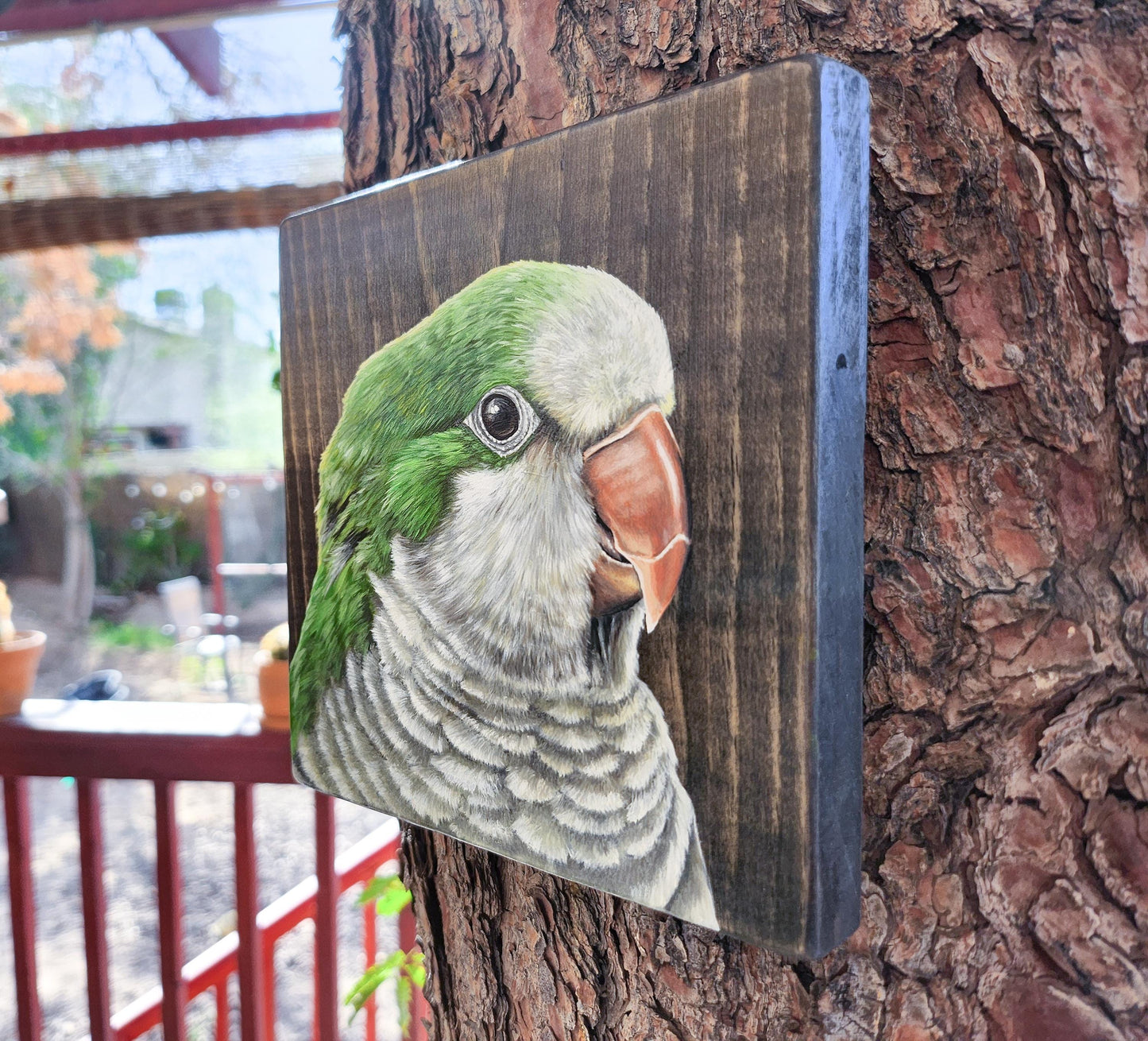 Monk Parakeet
