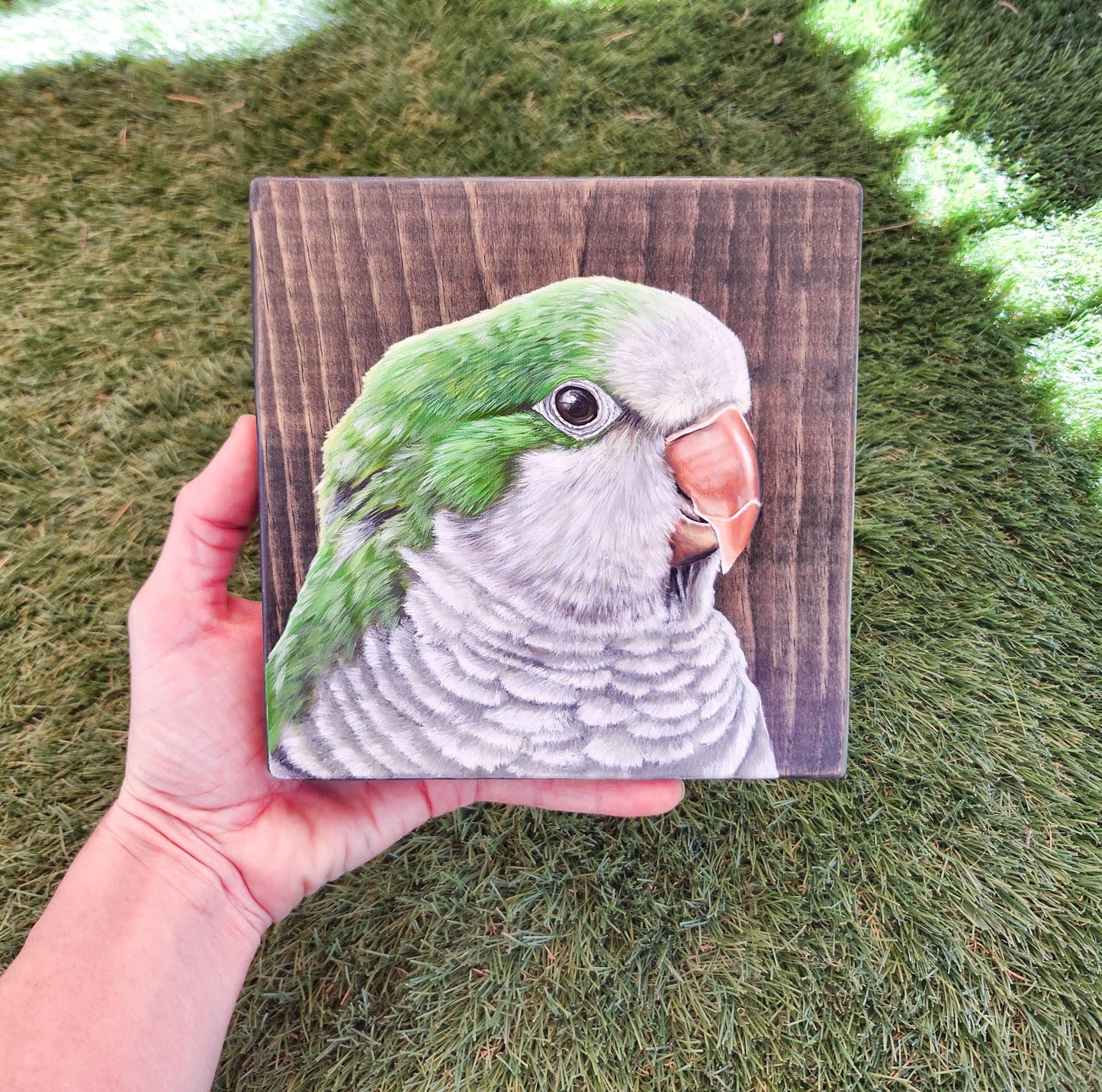 Monk Parakeet