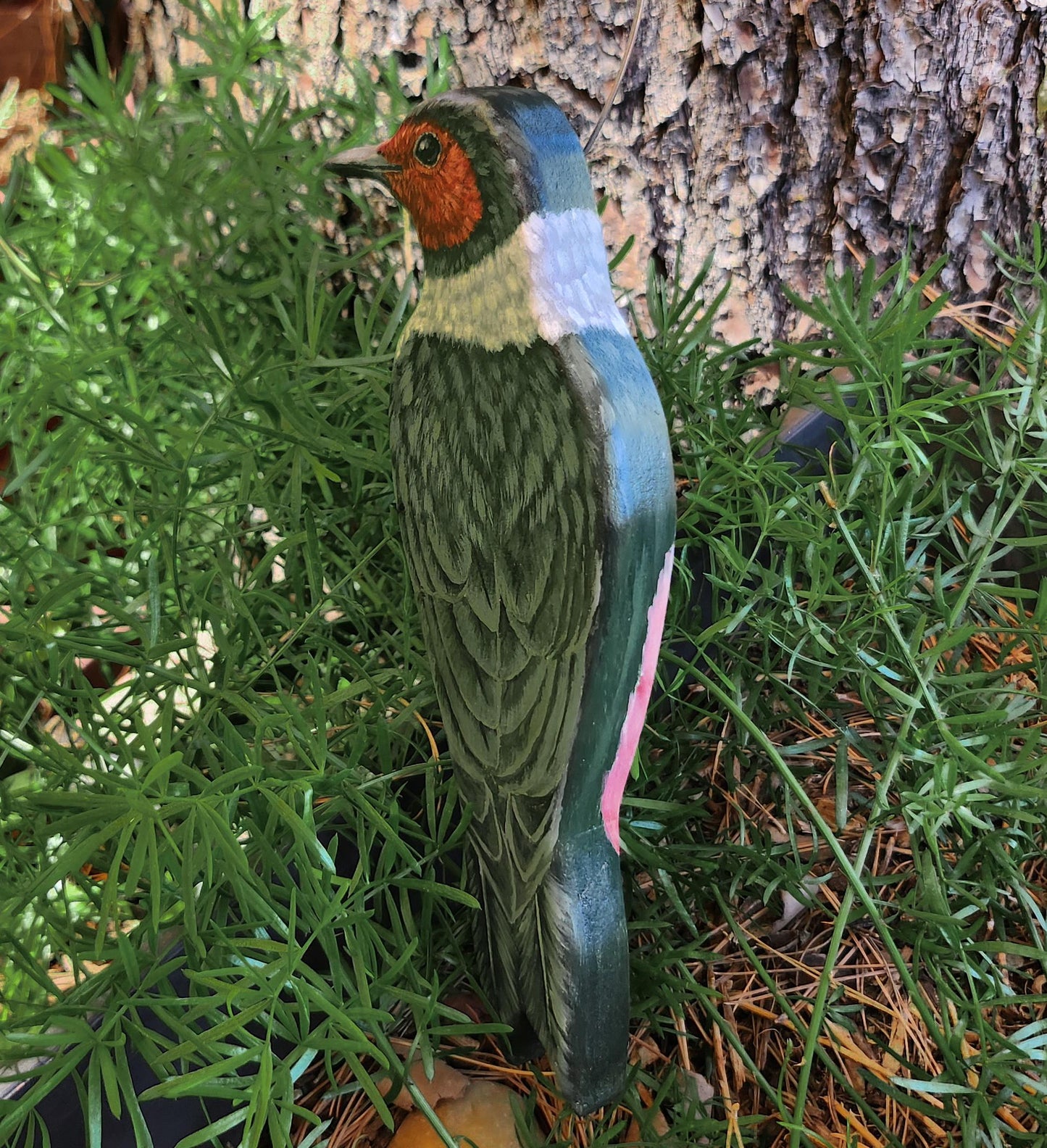 Lewis's Woodpecker