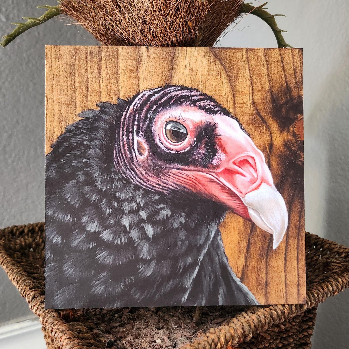 Turkey Vulture