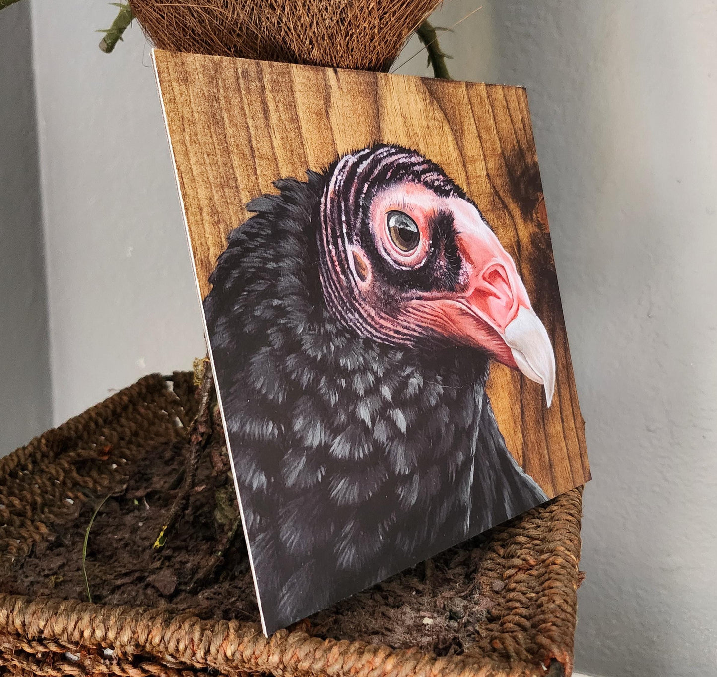 Turkey Vulture