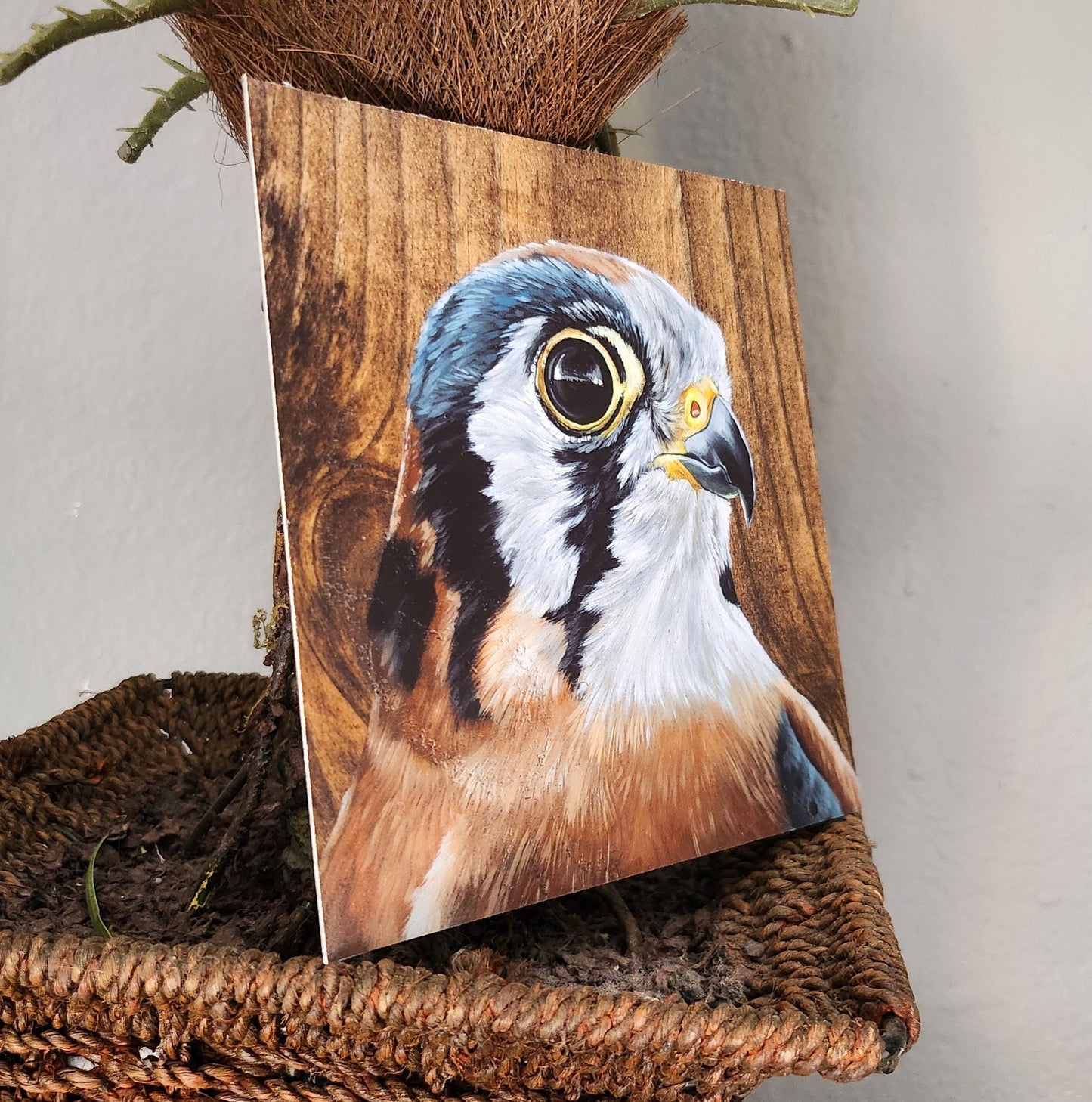 American Kestrel
