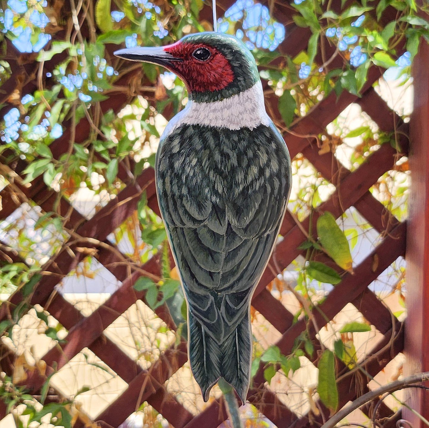 Lewis's Woodpecker
