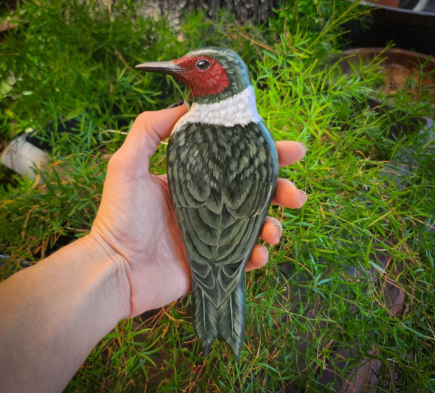Lewis's Woodpecker