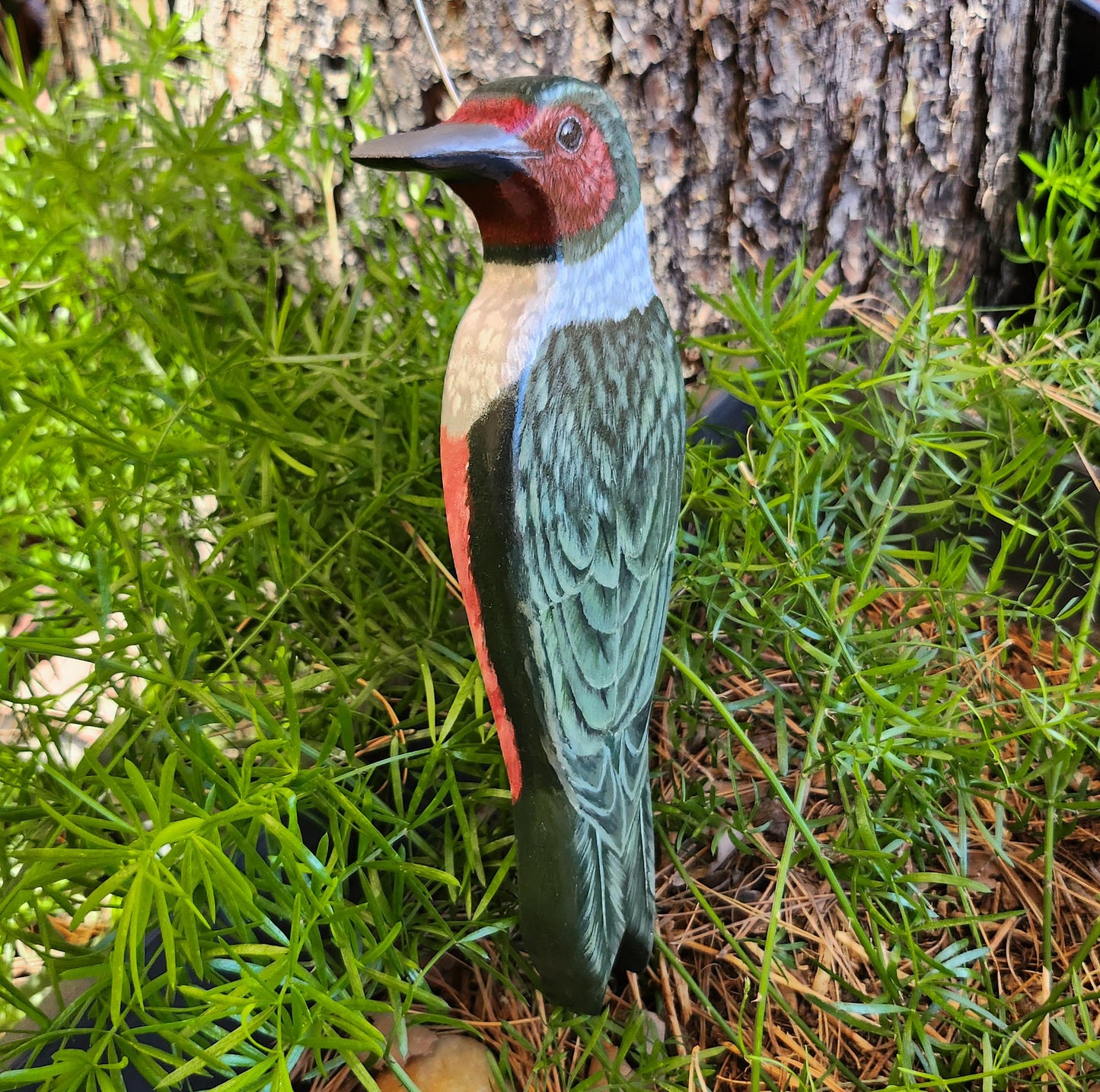 Lewis's Woodpecker