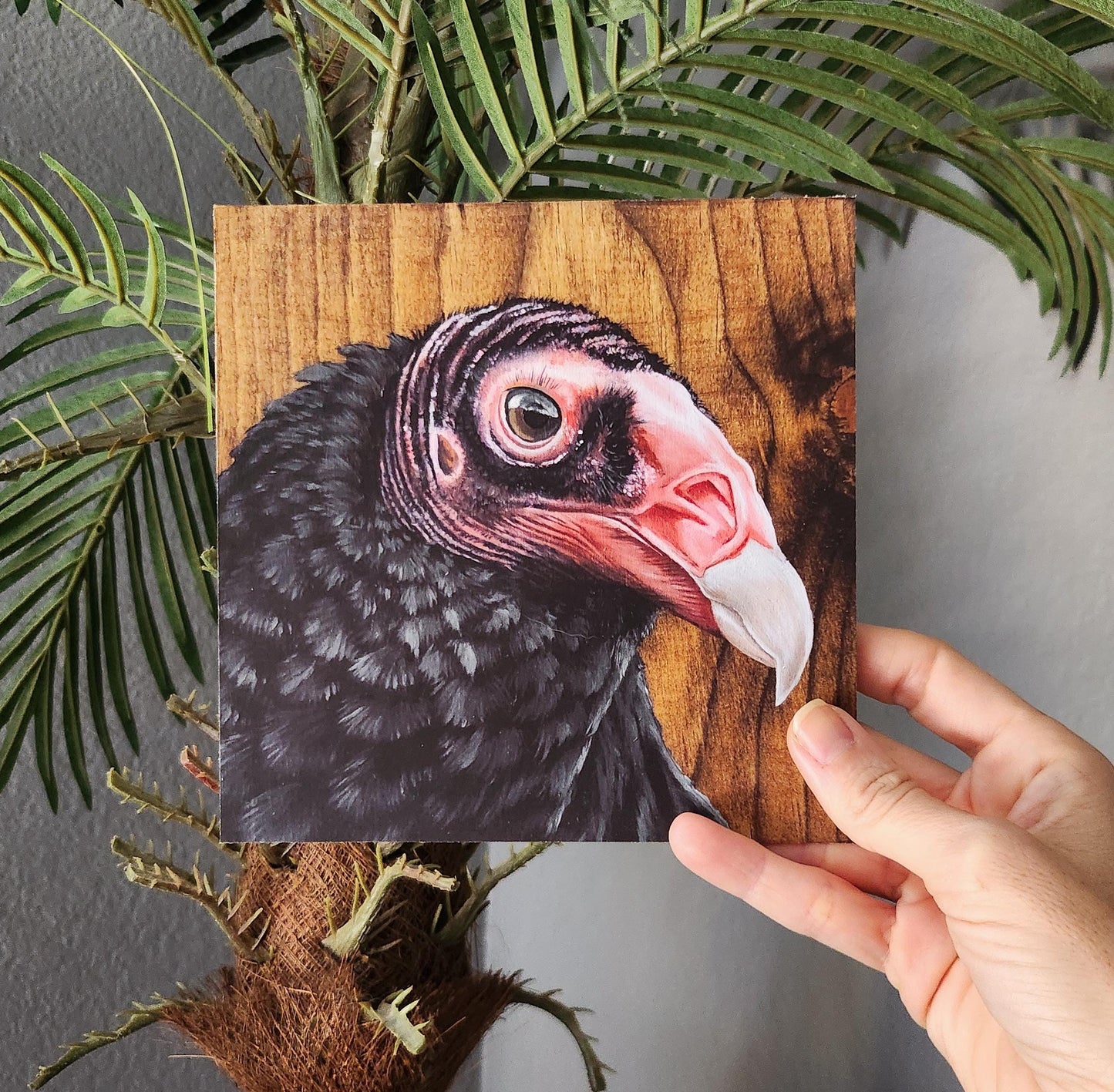 Turkey Vulture