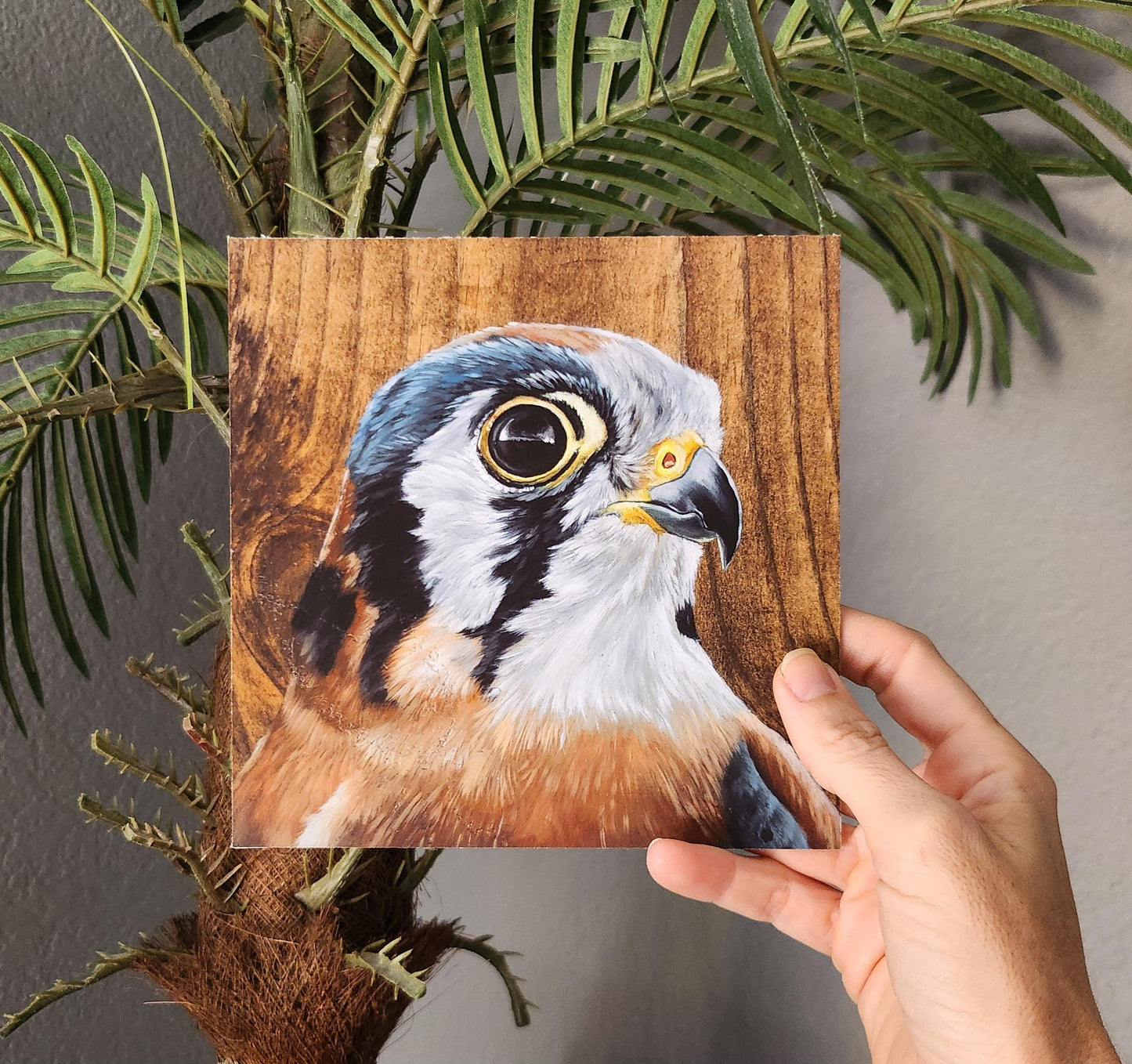 American Kestrel