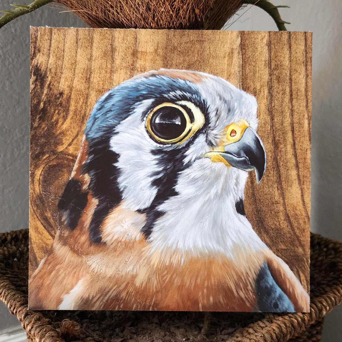 American Kestrel