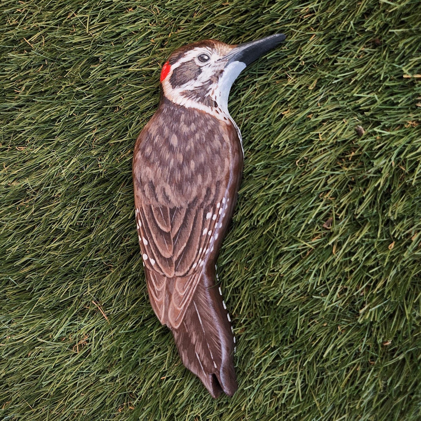 Arizona Woodpecker