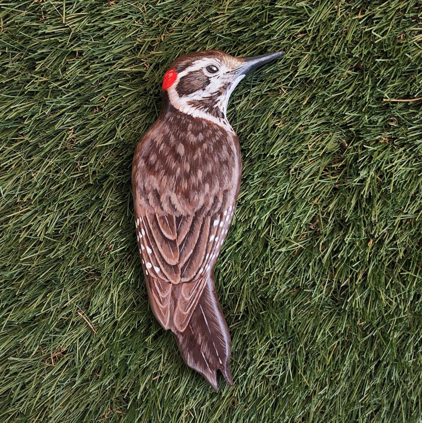Arizona Woodpecker