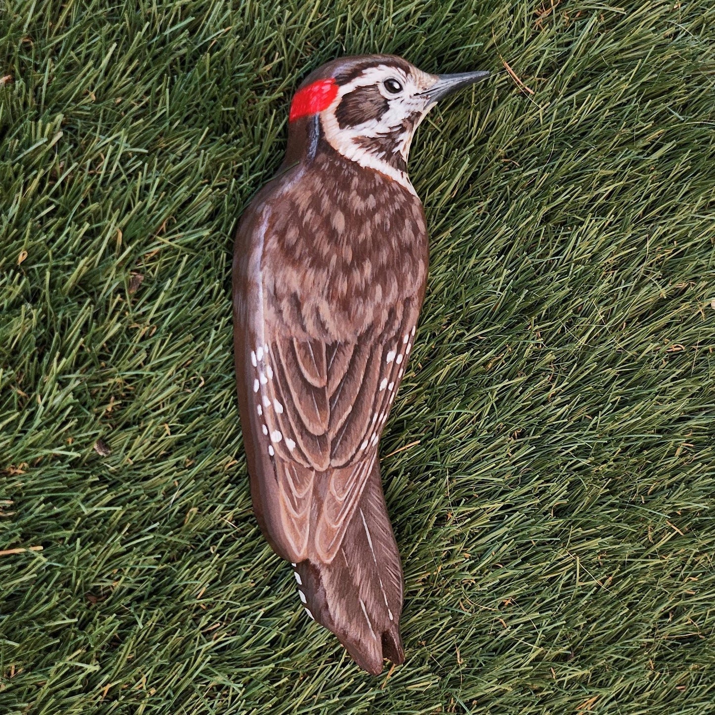 Arizona Woodpecker
