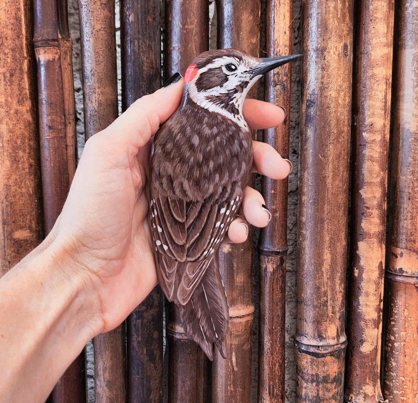 Arizona Woodpecker