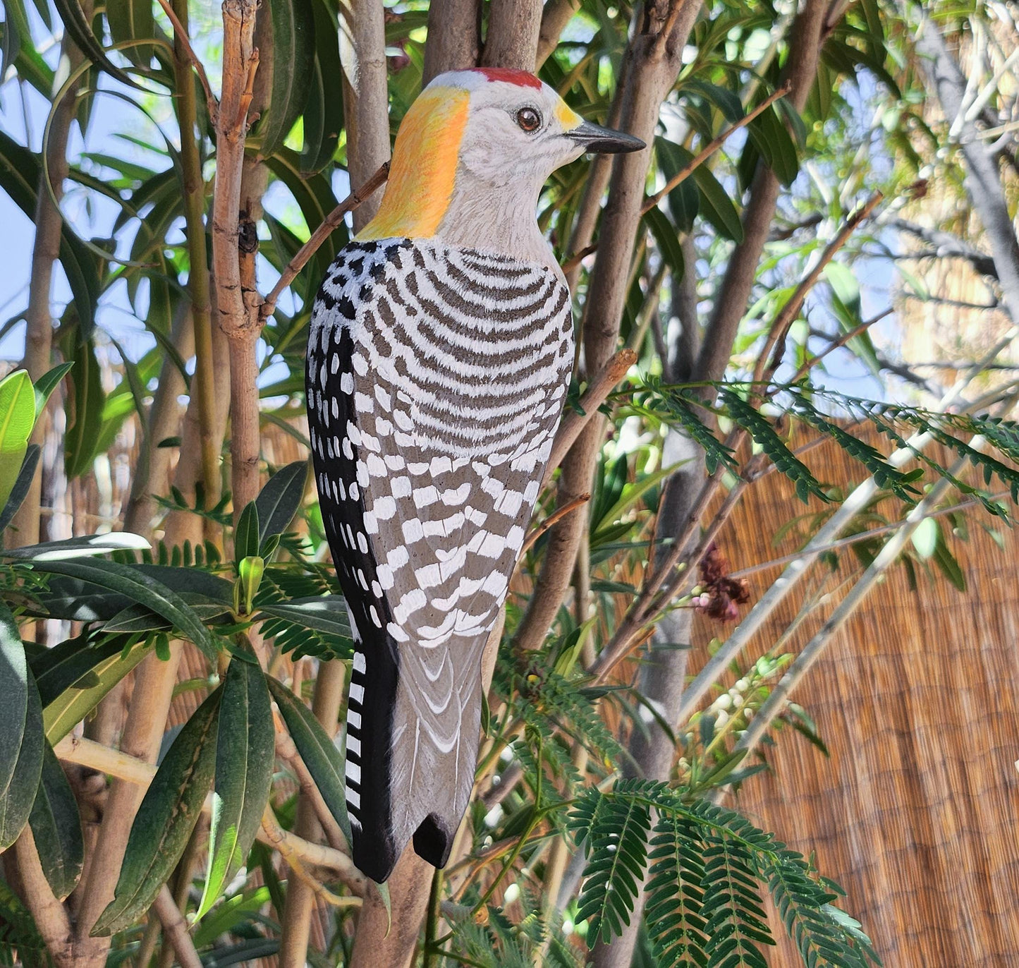 Golden-Fronted Woodpecker