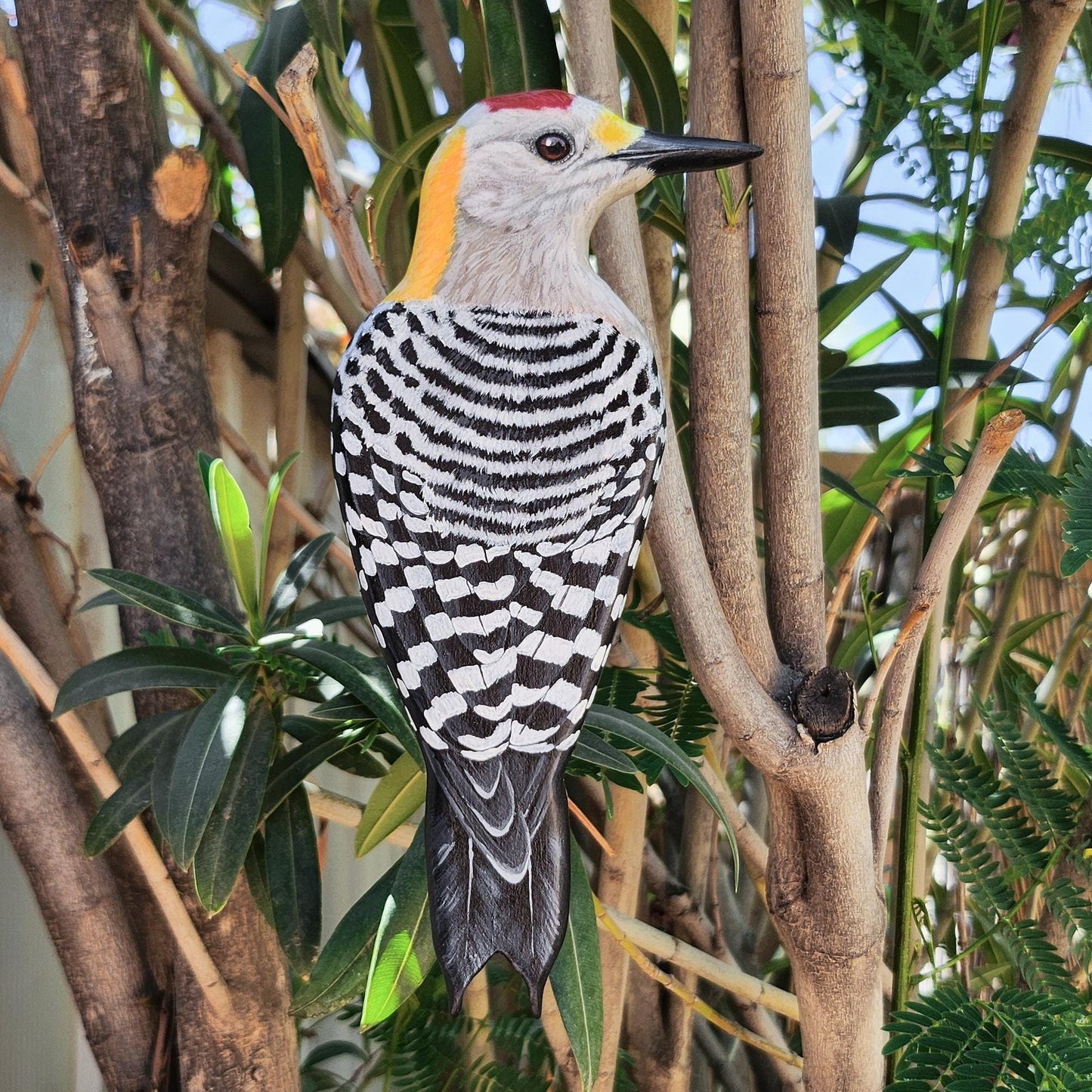Golden-Fronted Woodpecker