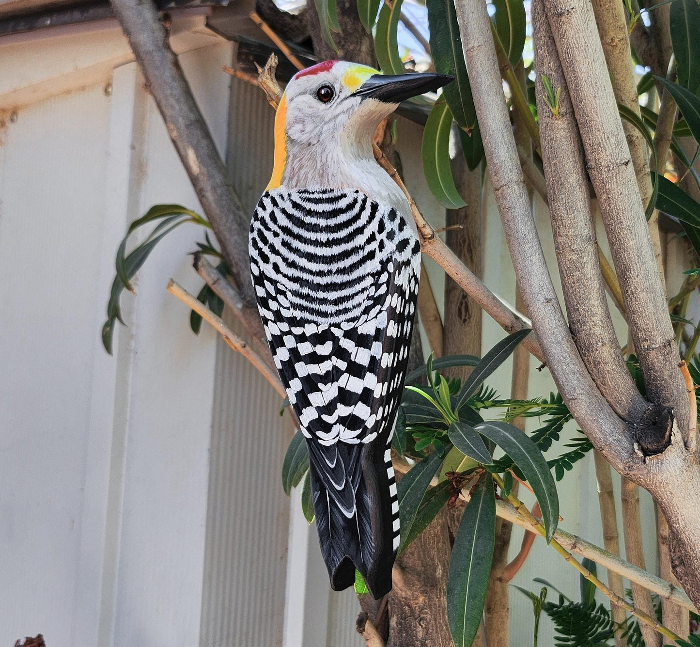 Golden-Fronted Woodpecker