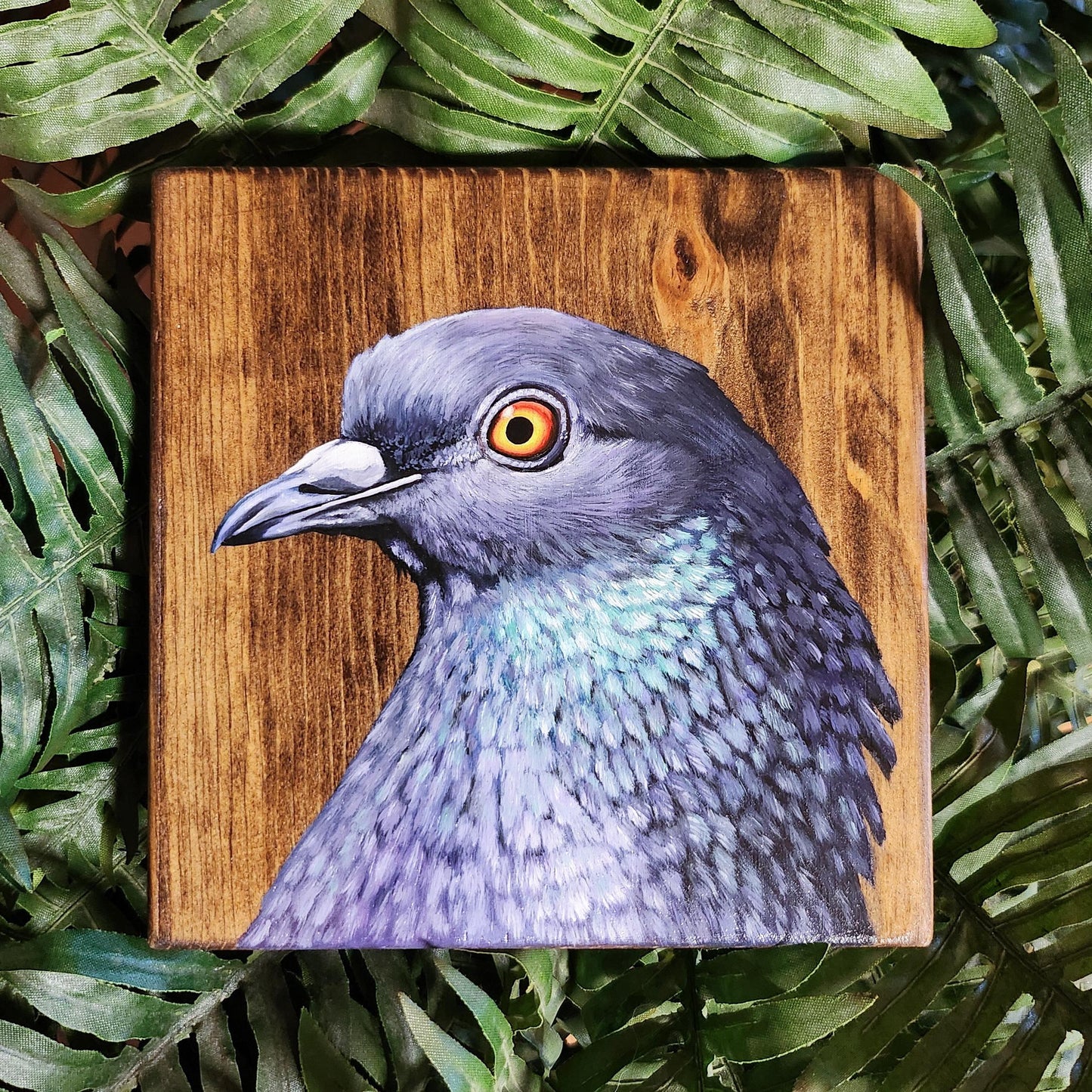 Rock Dove