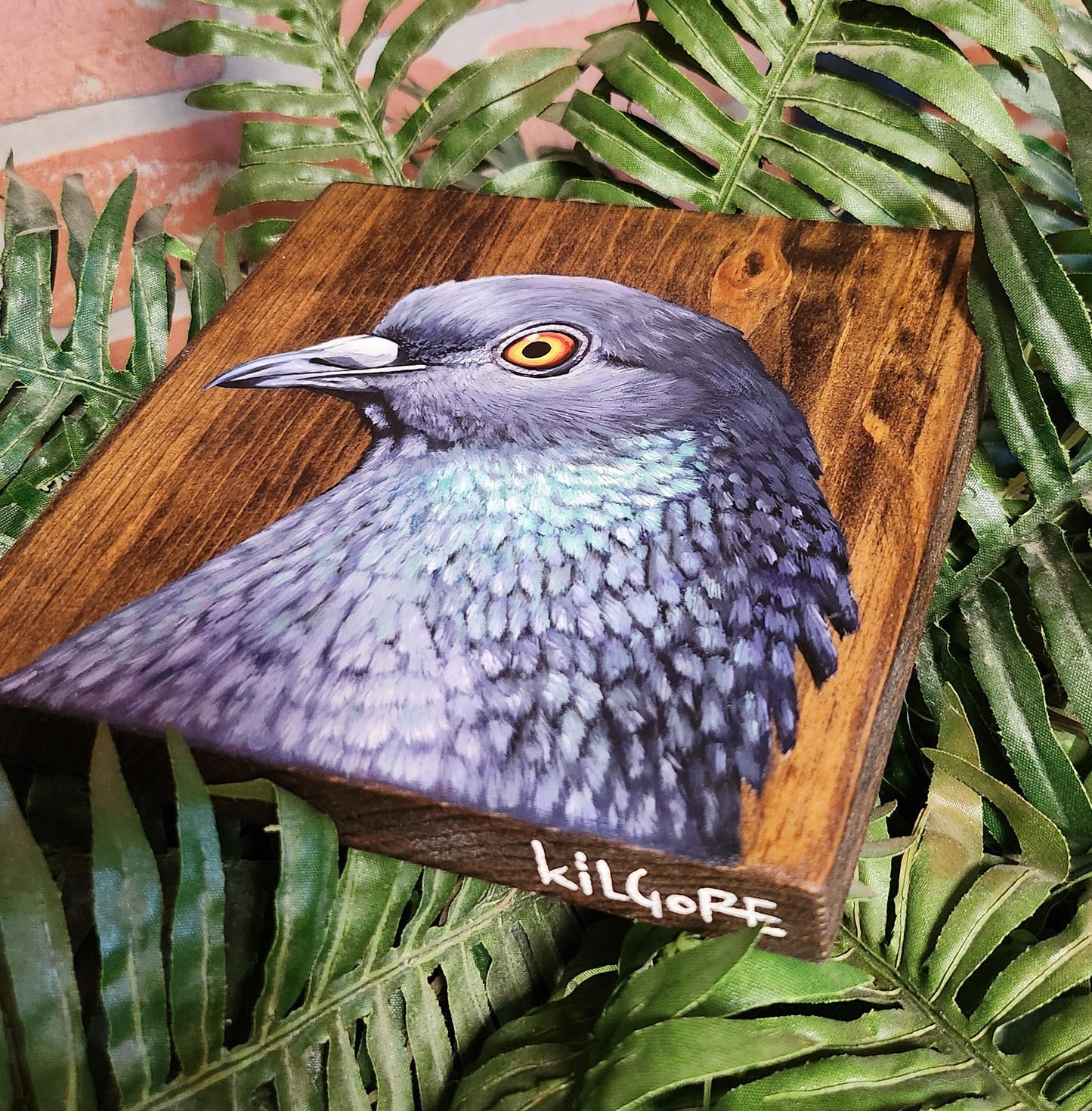 Rock Dove