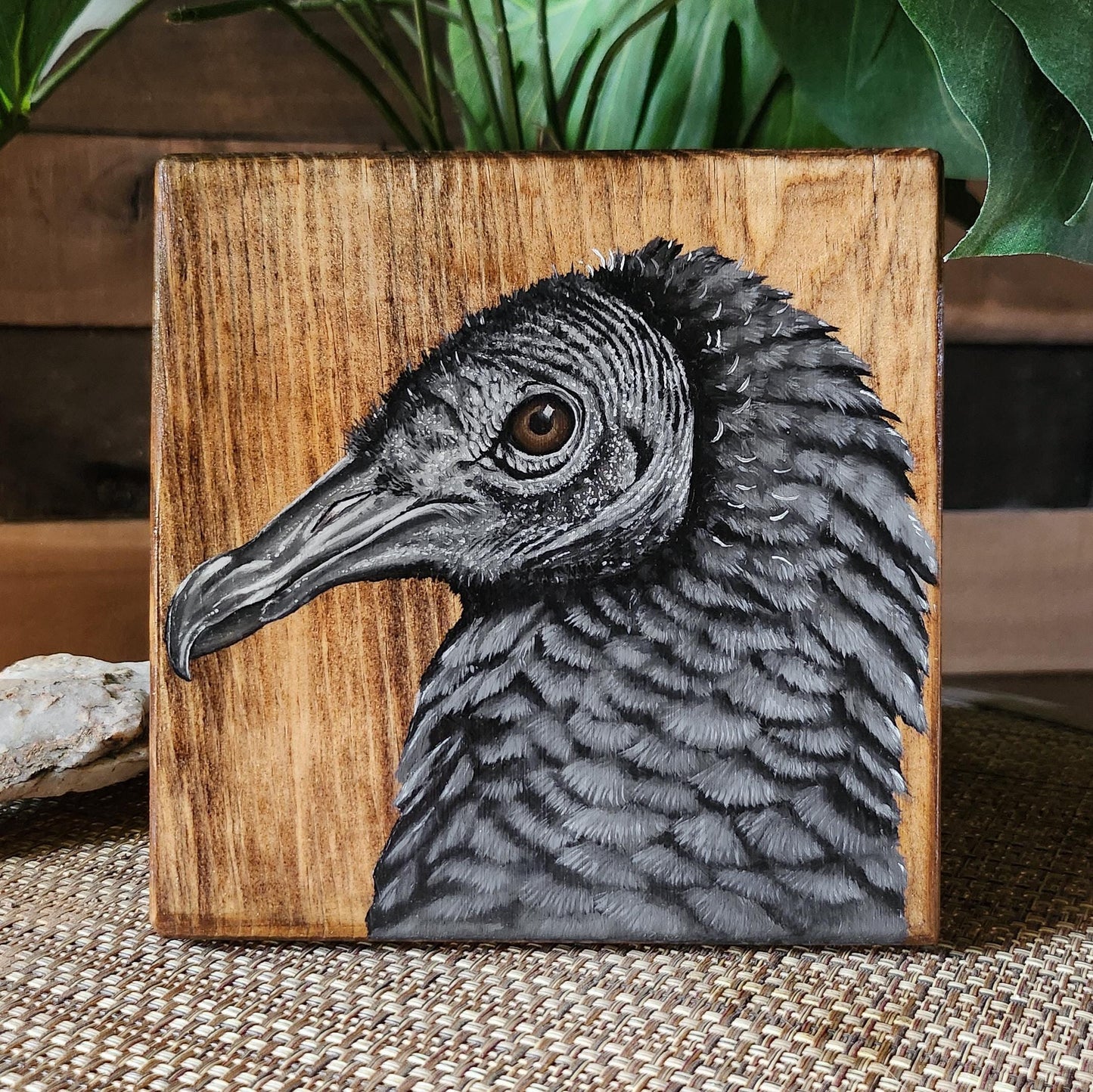 Black Vulture