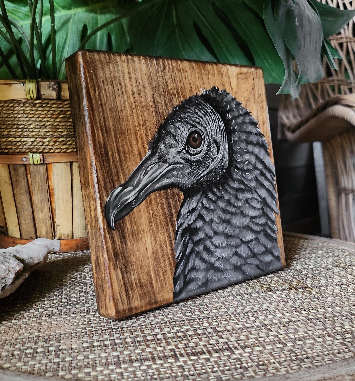 Black Vulture