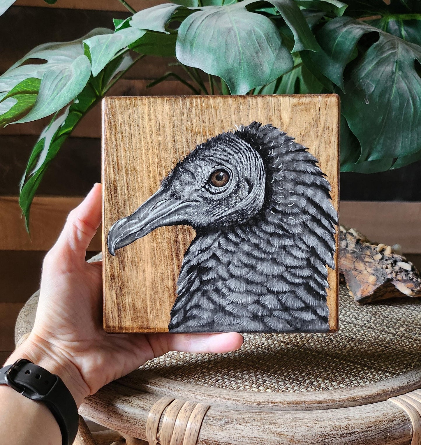 Black Vulture