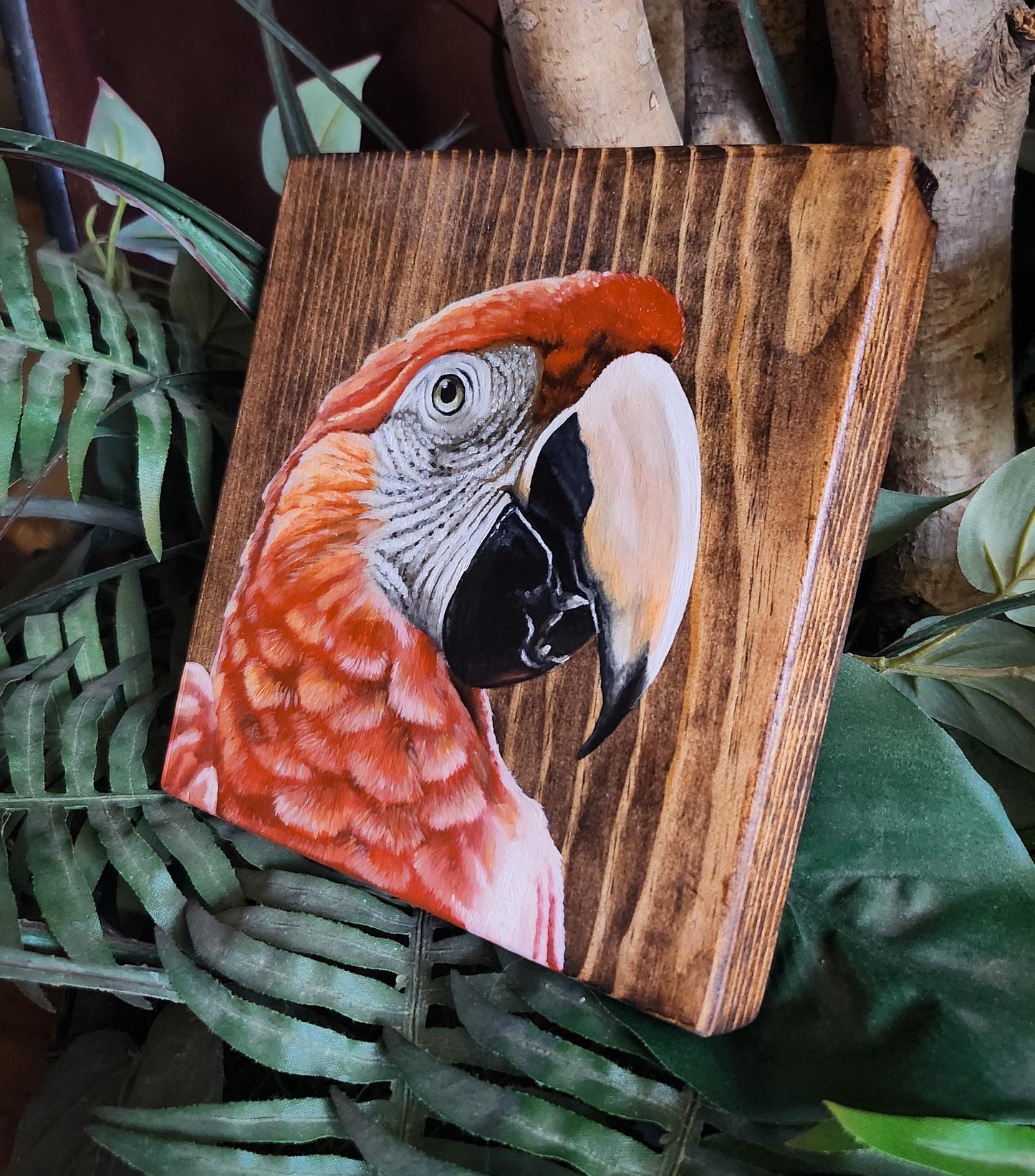 Scarlet Macaw