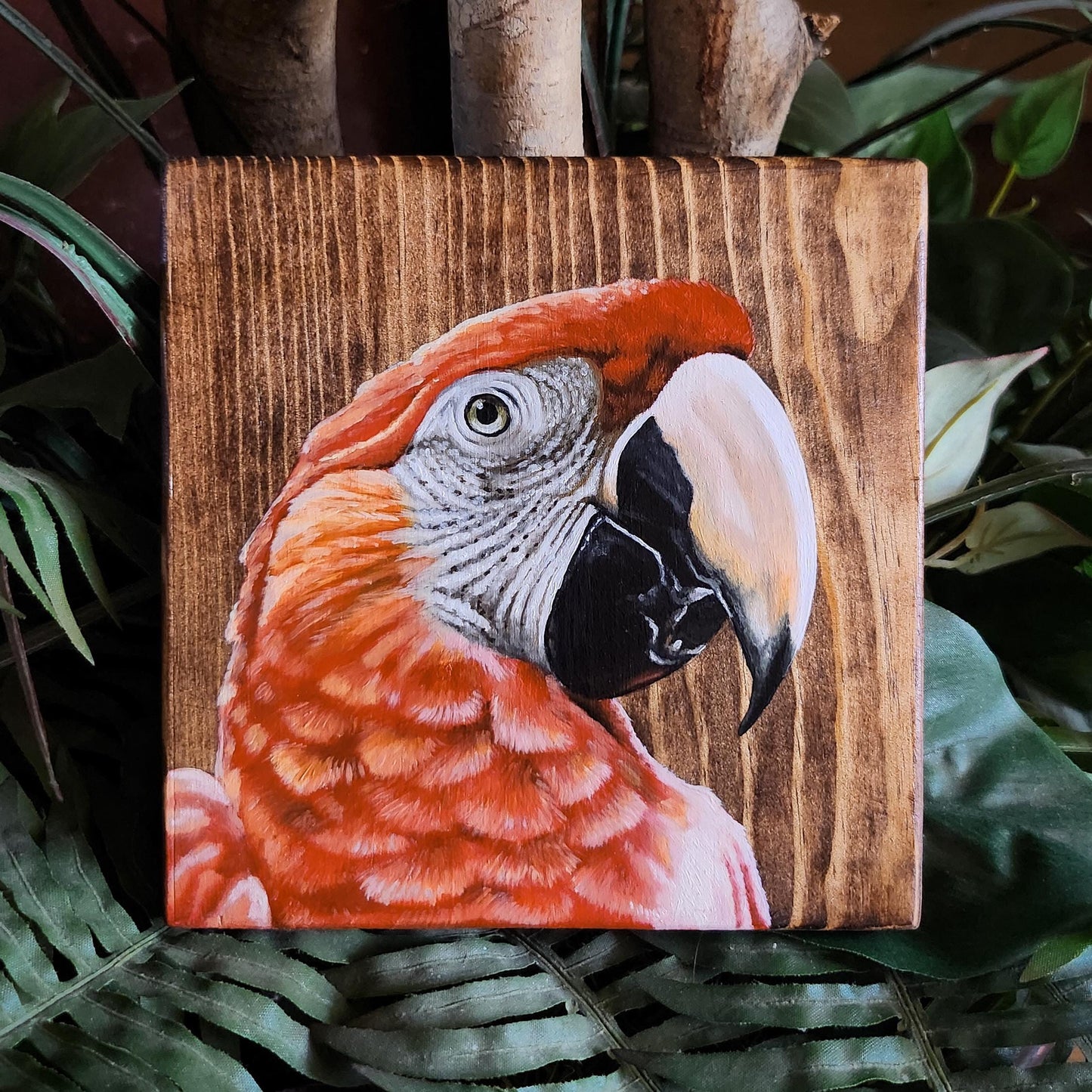 Scarlet Macaw