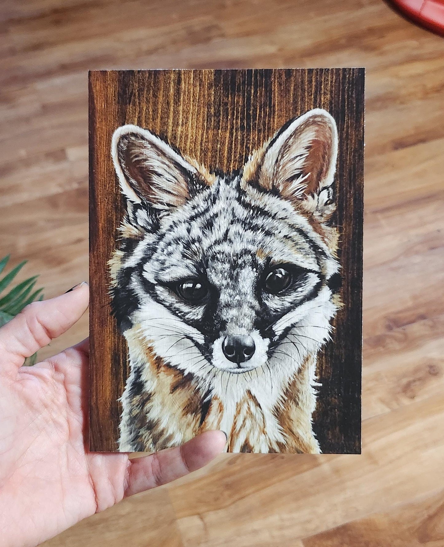 Gray Fox