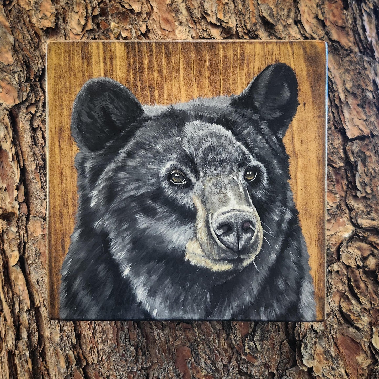 Black Bear
