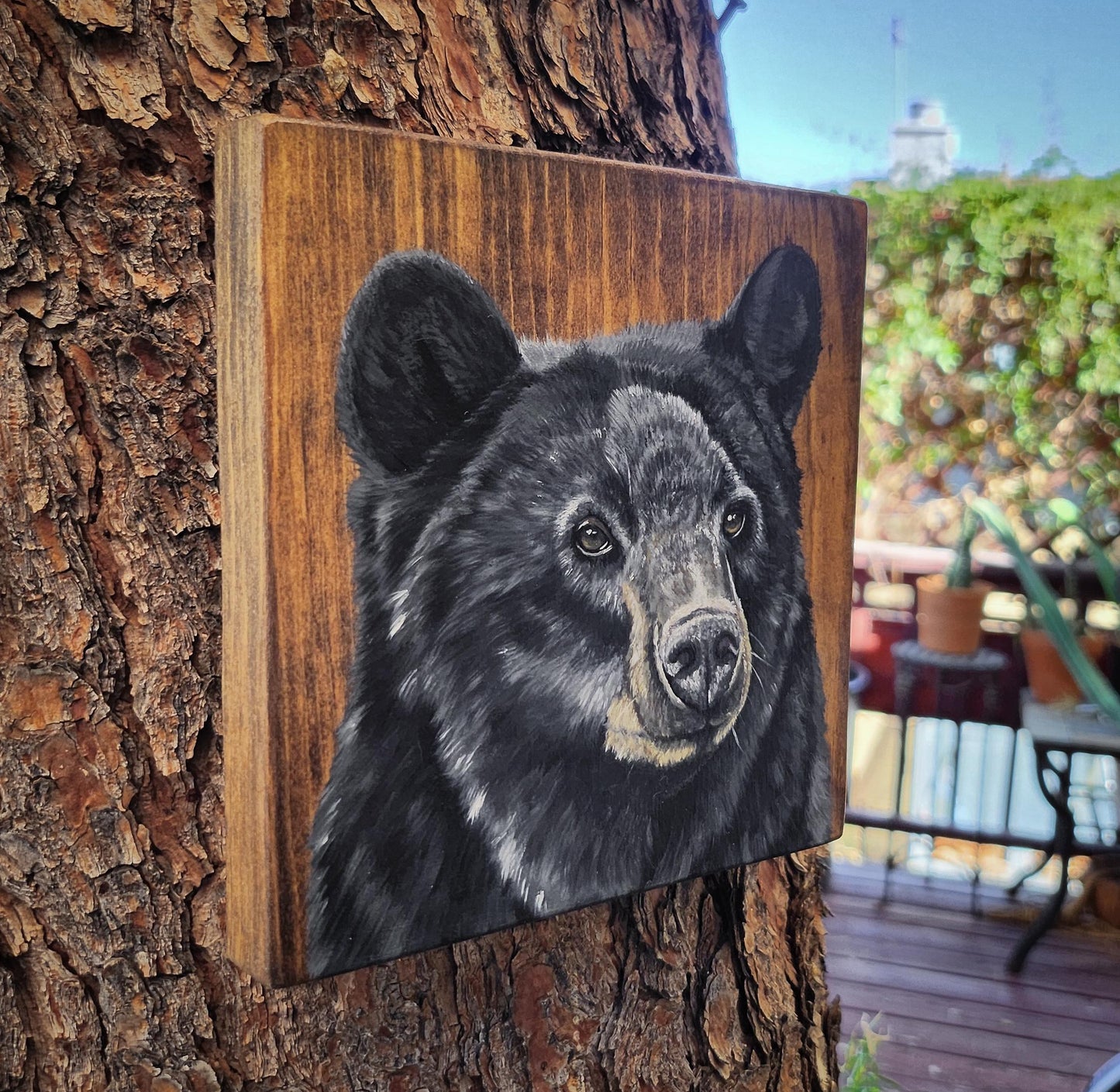 Black Bear