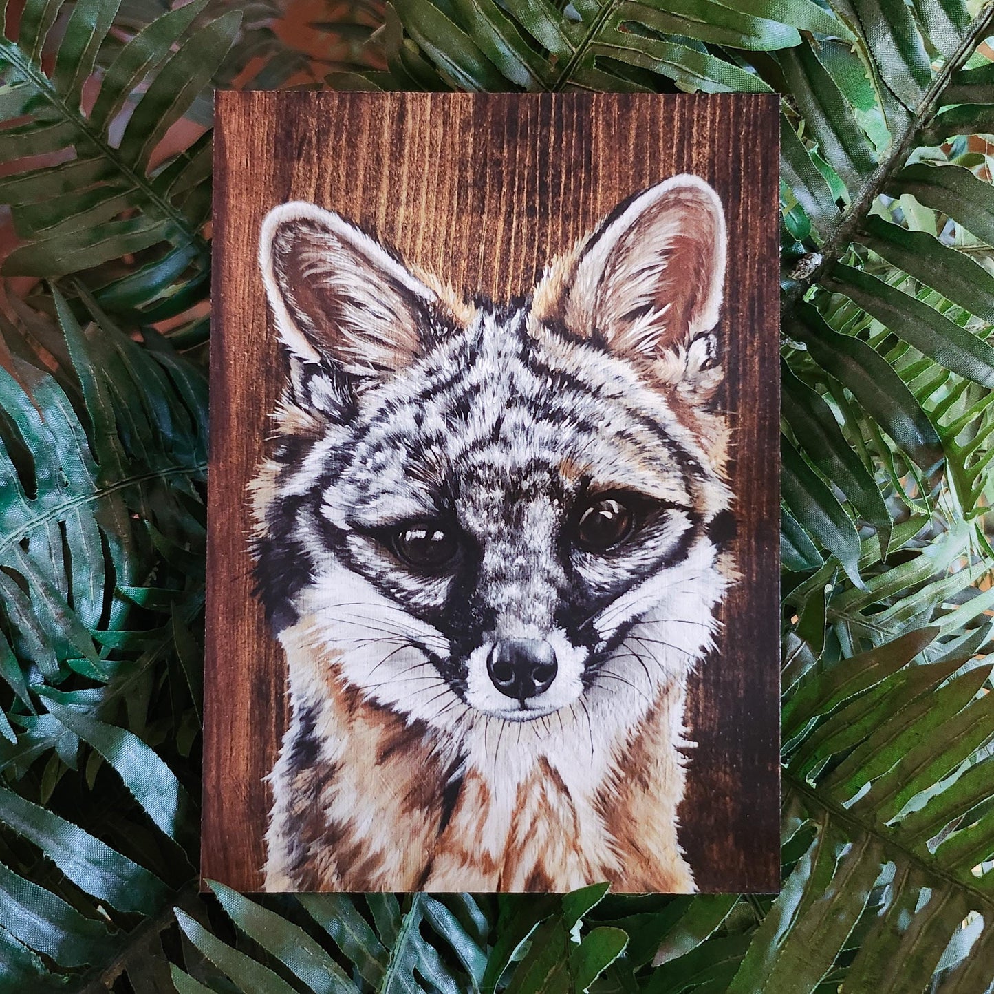 Gray Fox