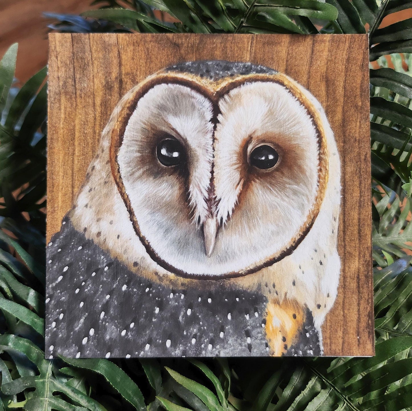 Barn Owl