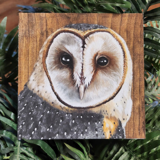 Barn Owl