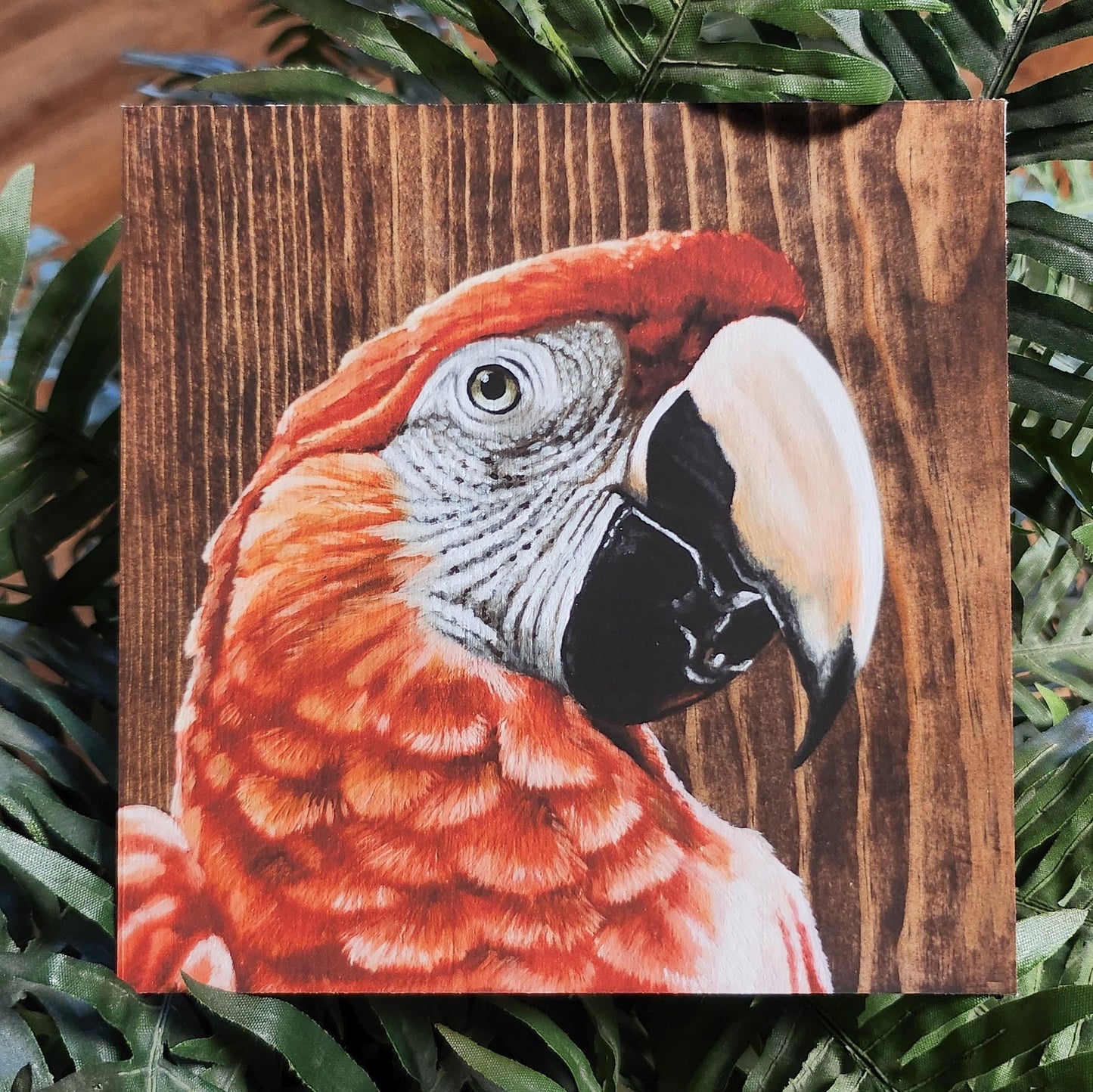 Scarlet Macaw