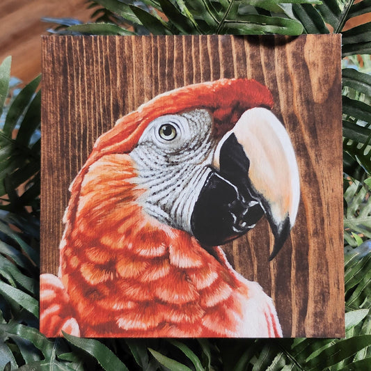 Scarlet Macaw